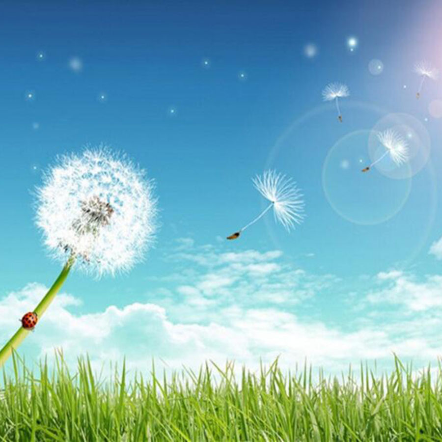 100 Buah Mini Bunga Dandelion  - Jewelry Making 3 Year Old ulasan dan harga
